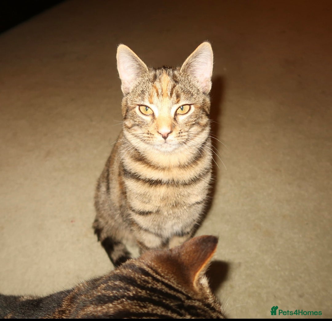 Bengal cats for sale: Mixed bengal kitten - Advert 3