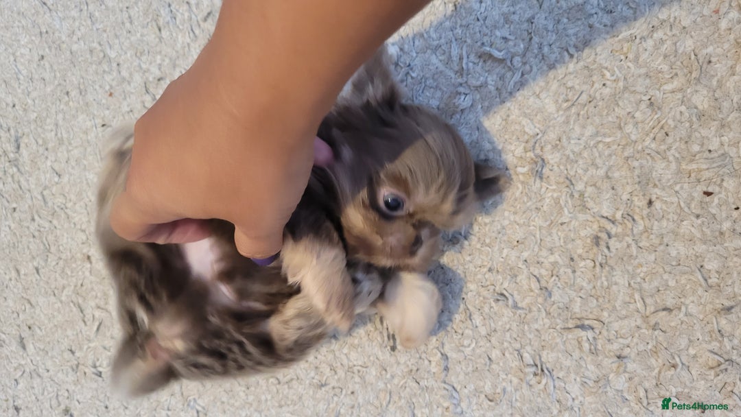 Shih Tzu dogs for sale: Three stunning KC Lavender/dobie Imperial ShihTzu - Advert 6