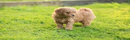 Cavachon dogs for sale: 5 ⭐️Gorgeous F1 Fox Red boy Cavapoochon. - Advert 20