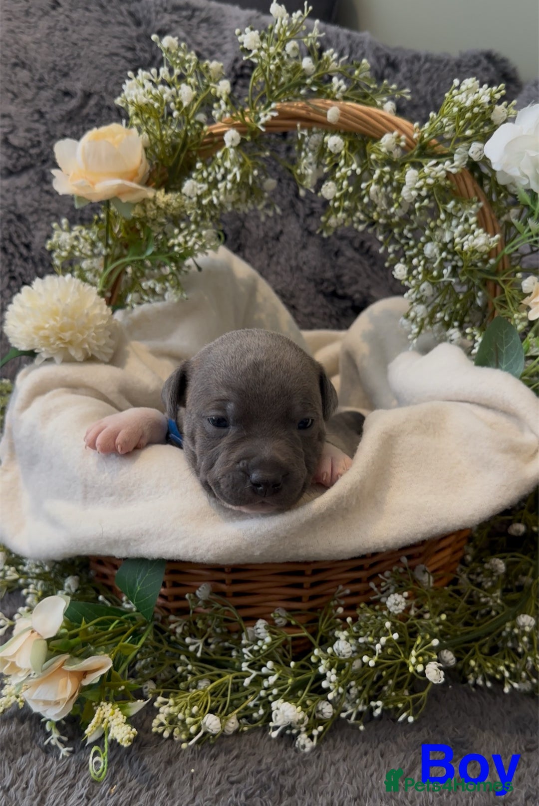 Staffordshire Bull Terrier dogs for sale: Stunning Staff Puppies  - Image 8
