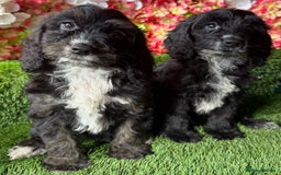 Cockapoo dogs for sale: F1 mini Cockapoo 💖🩵30 dna health tested clear  - Image 1