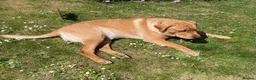 Labrador Retriever dogs for sale: KC reg Fox red Labrador 19 months old. in Penzance - Advert 4