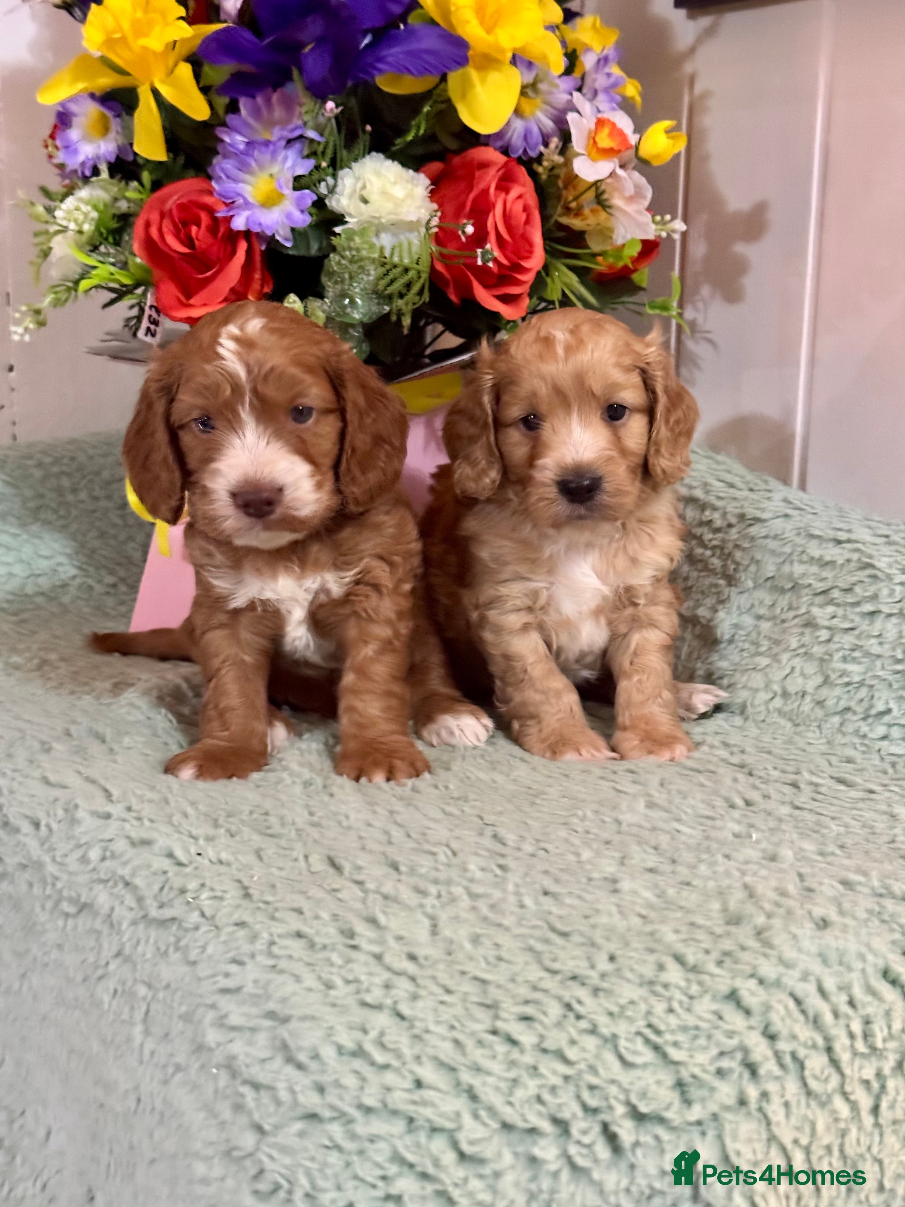 Cockapoo dogs 3 gorgeous f1 Cockerpoo puppies  - Advert 8