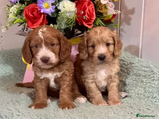 Cockapoo dogs 3 gorgeous f1 Cockerpoo puppies - Advert 8
