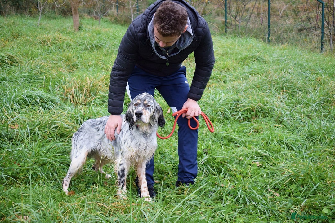 English Setter dogs for adoption: Iro   - Advert 4