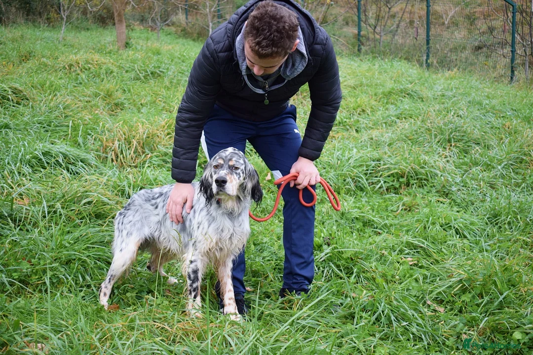 English Setter dogs for adoption: Iro   - Advert 4