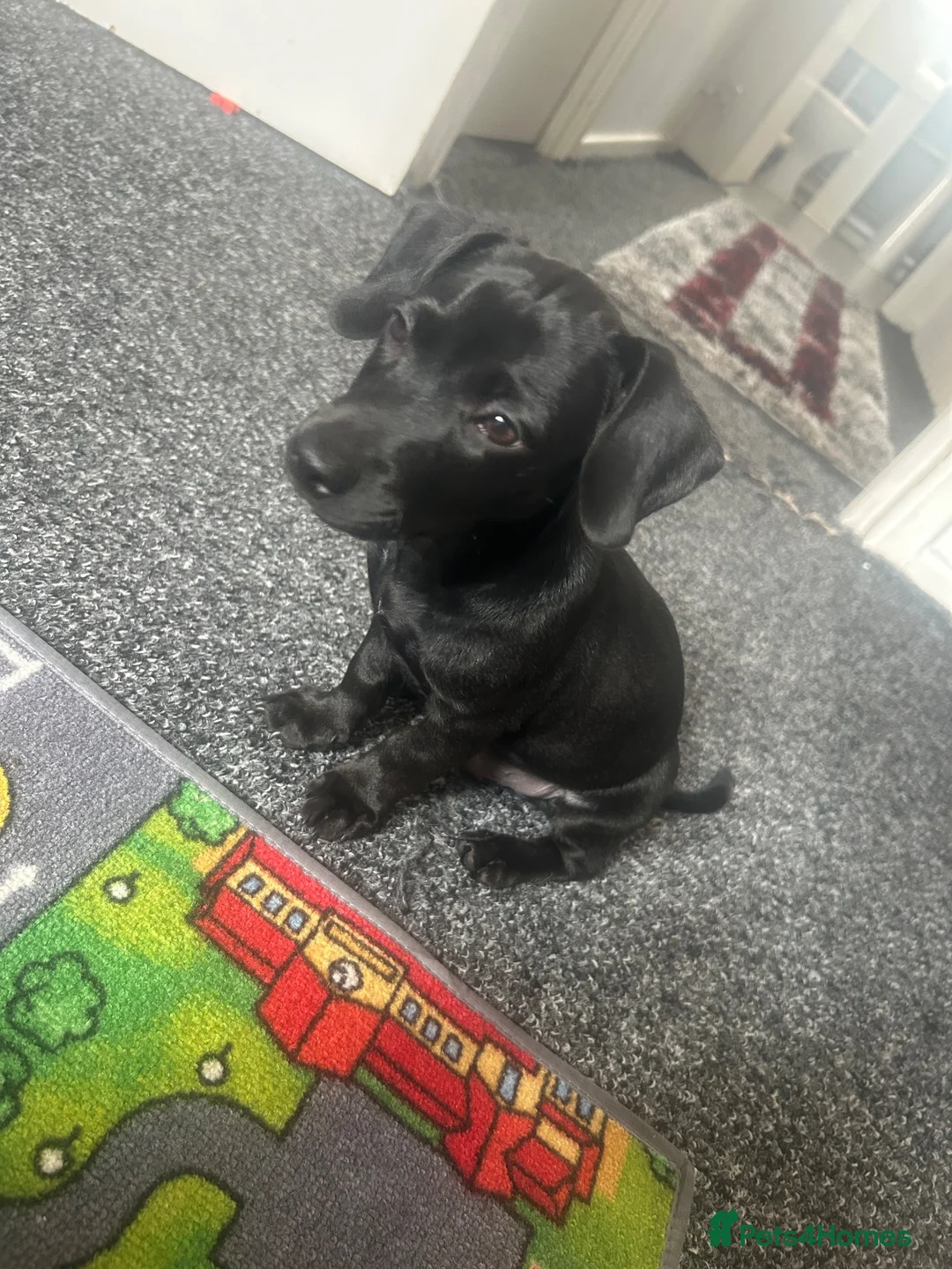 Mixed Breed dogs for sale: Dachshund in Birmingham - Advert 2