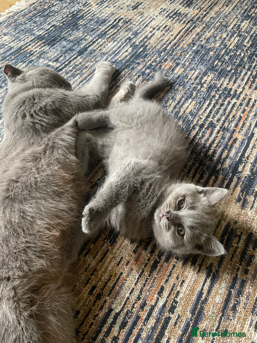 British Shorthair cats for sale: Four tiny heart-stealers looking for loving home - Image 3