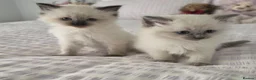 Ragdoll cats for sale: 🐾💙 6 Beautiful Blue-Eyed Ragdoll ned Homes! 💙💷 in Wishaw - Advert 2
