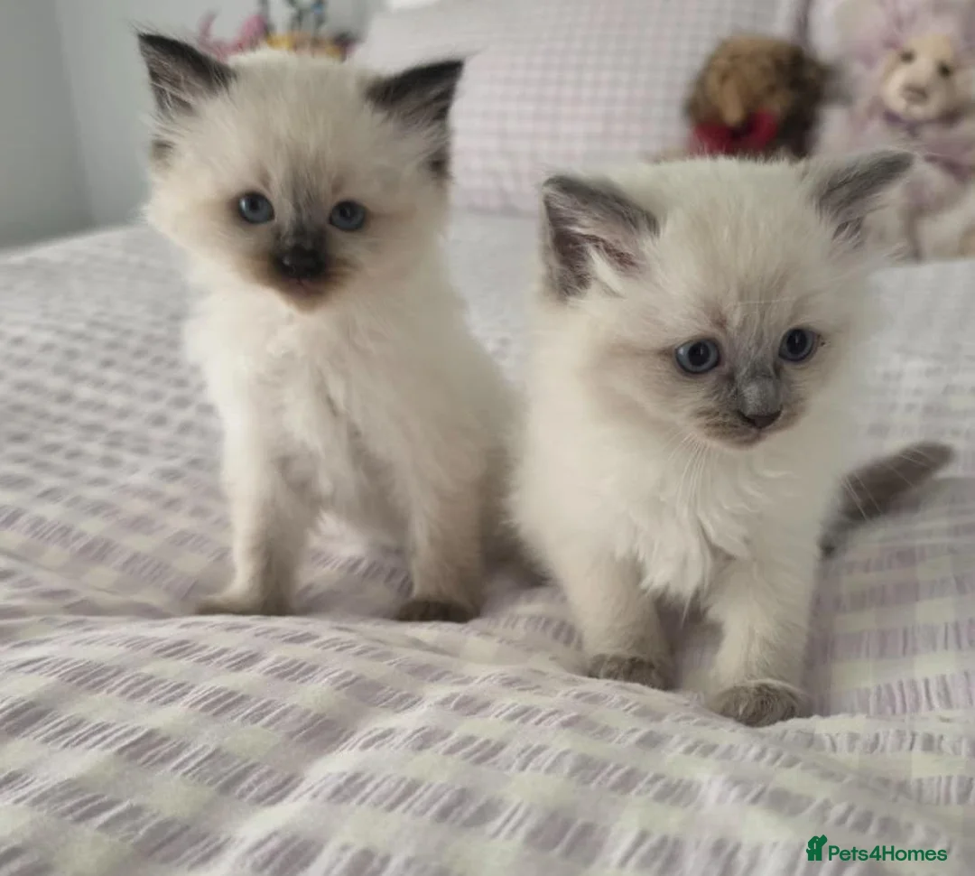 Ragdoll cats for sale: 🐾💙 6 Beautiful Blue-Eyed Ragdoll ned Homes! 💙💷 in Wishaw - Advert 2