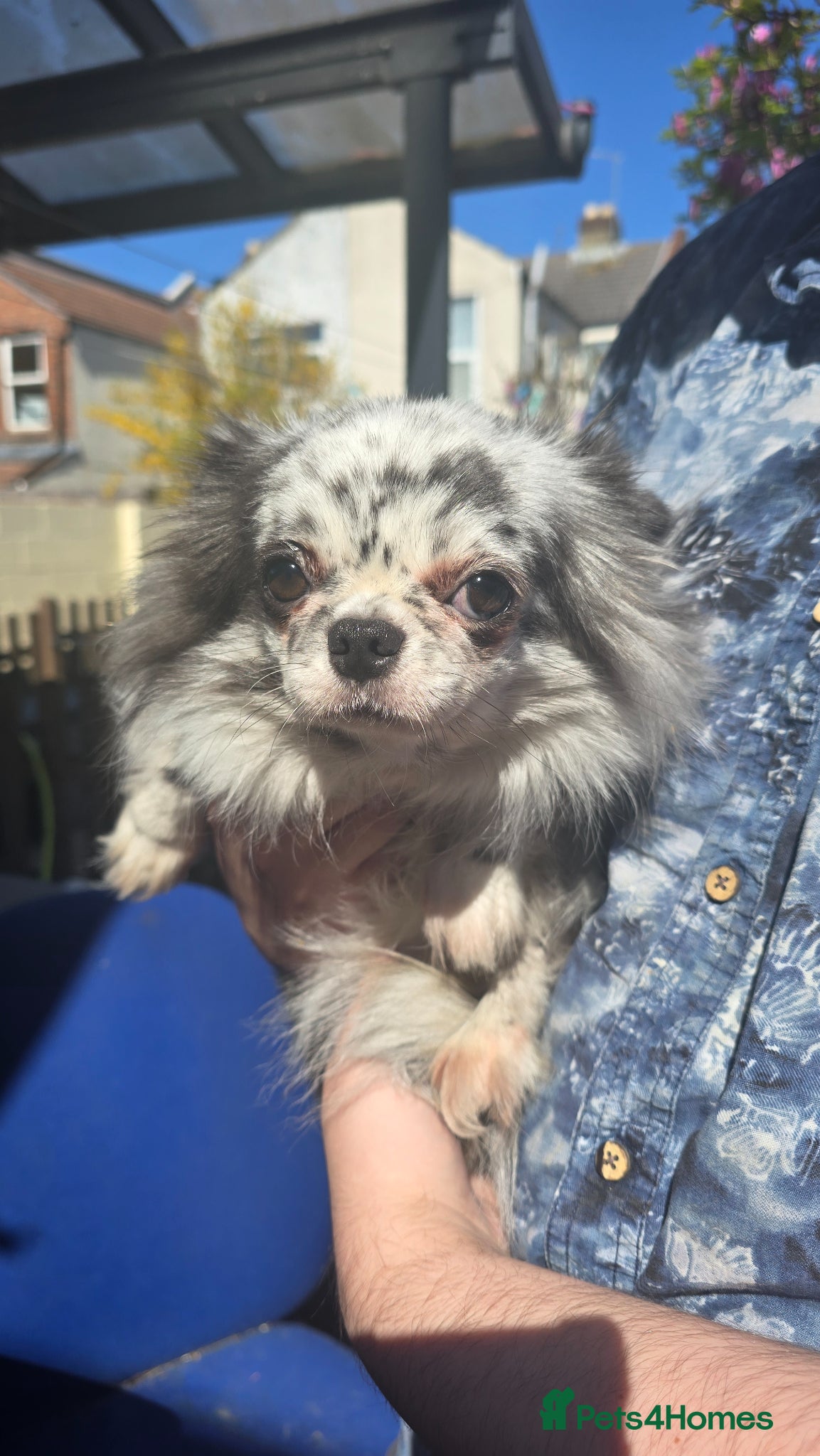 Chihuahua dogs Chihuahua merle long coat apple head short face - Advert 1