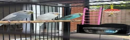 Budgerigars birds for sale: 4 beautiful budgies  in Warrington - Advert 1