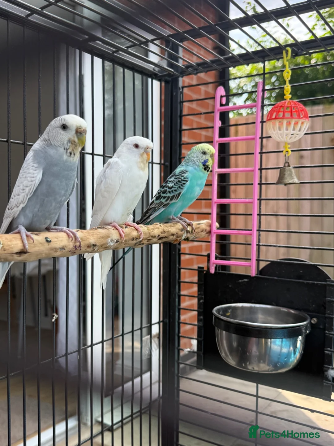 Budgerigars birds for sale: 4 beautiful budgies  in Warrington - Advert 1