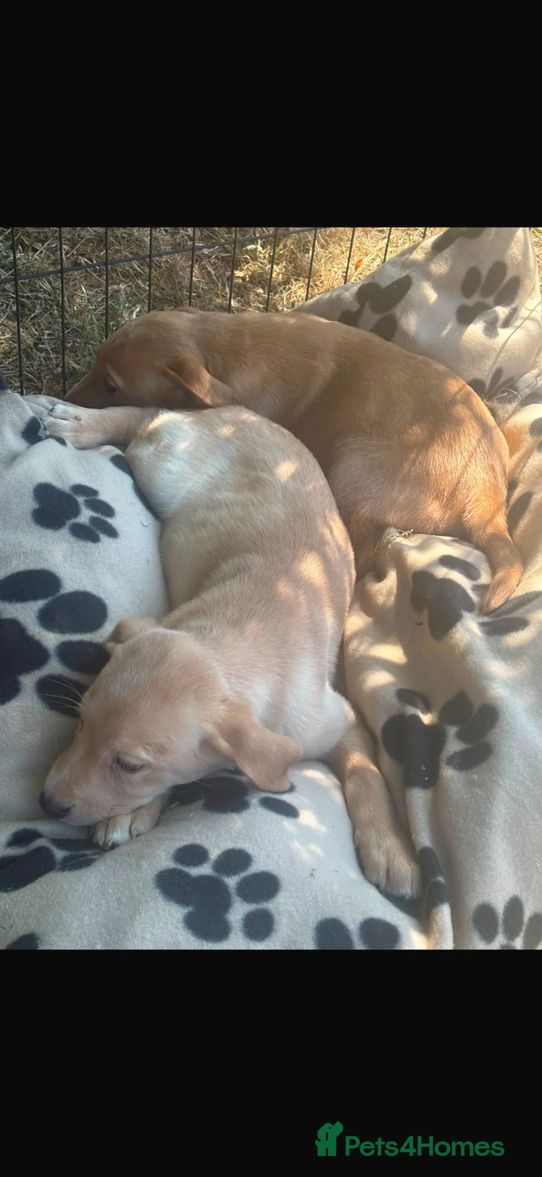 Labrador Retriever dogs for sale: Beautiful lab Puppys kc reg  in Tonbridge - Advert 4