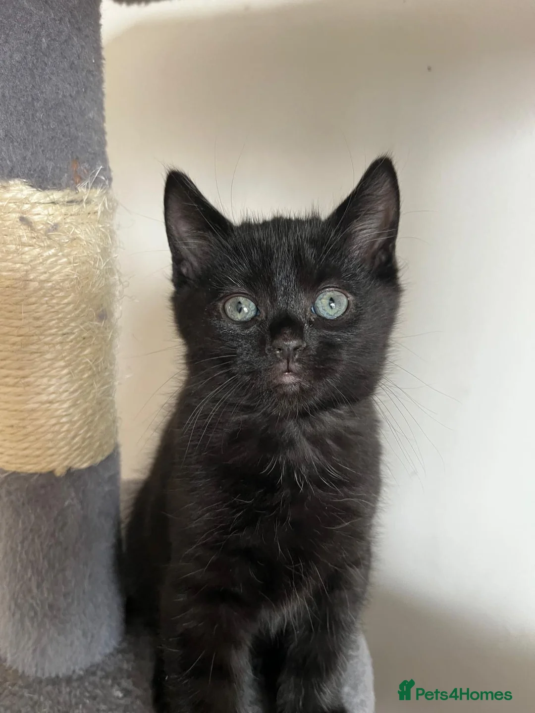 Mixed Breed cats for sale: Kittens for sale  in Liverpool - Advert 5