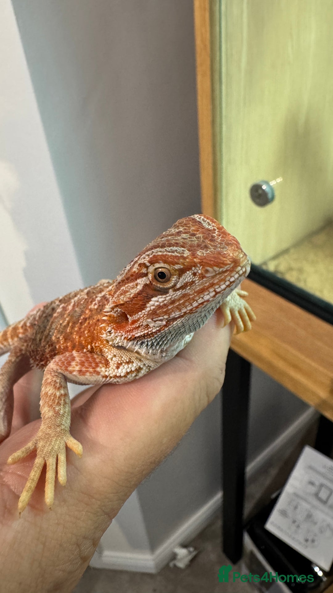 Bearded Dragon reptiles for sale: Juvenile Bearded Dragon PLUS full setup - Image 18