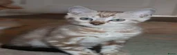 Bengal cats for sale: Beautiful TICA Registered Male Bengal Kittens - Advert 11