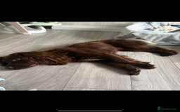 Sprocker dogs for sale: male sprocker spaniel 8 years old  - Image 1