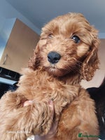 Cockapoo dogs - Advert 16