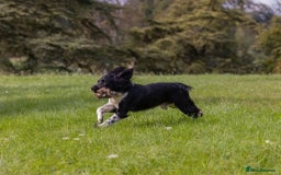 English Springer Spaniel dogs for sale: Lovely ESS Litter Due - Advert 4