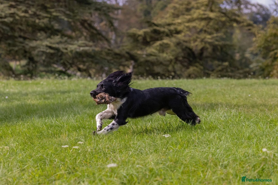 English Springer Spaniel dogs for sale: Lovely ESS Litter Due - Advert 4