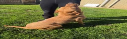 Labrador Retriever dogs for sale: Fox Red Labrador  - Advert 2