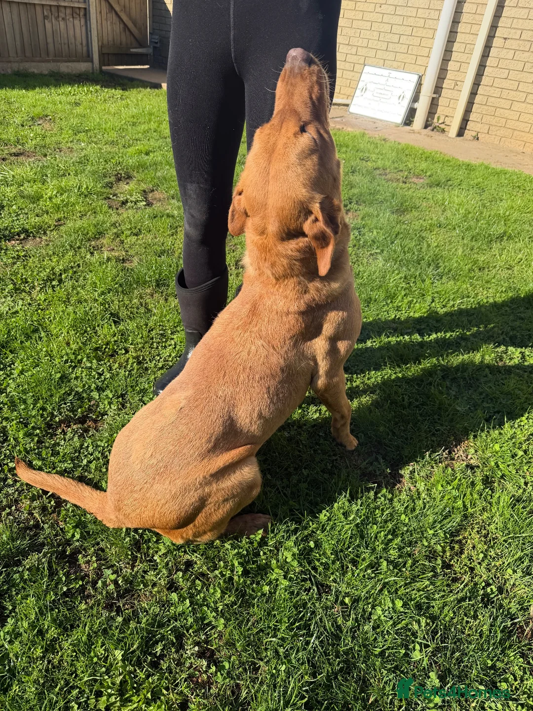 Labrador Retriever dogs for sale: Fox Red Labrador  - Advert 2