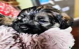 Border Terrier dogs for sale: Border terrier puppies - Image 8