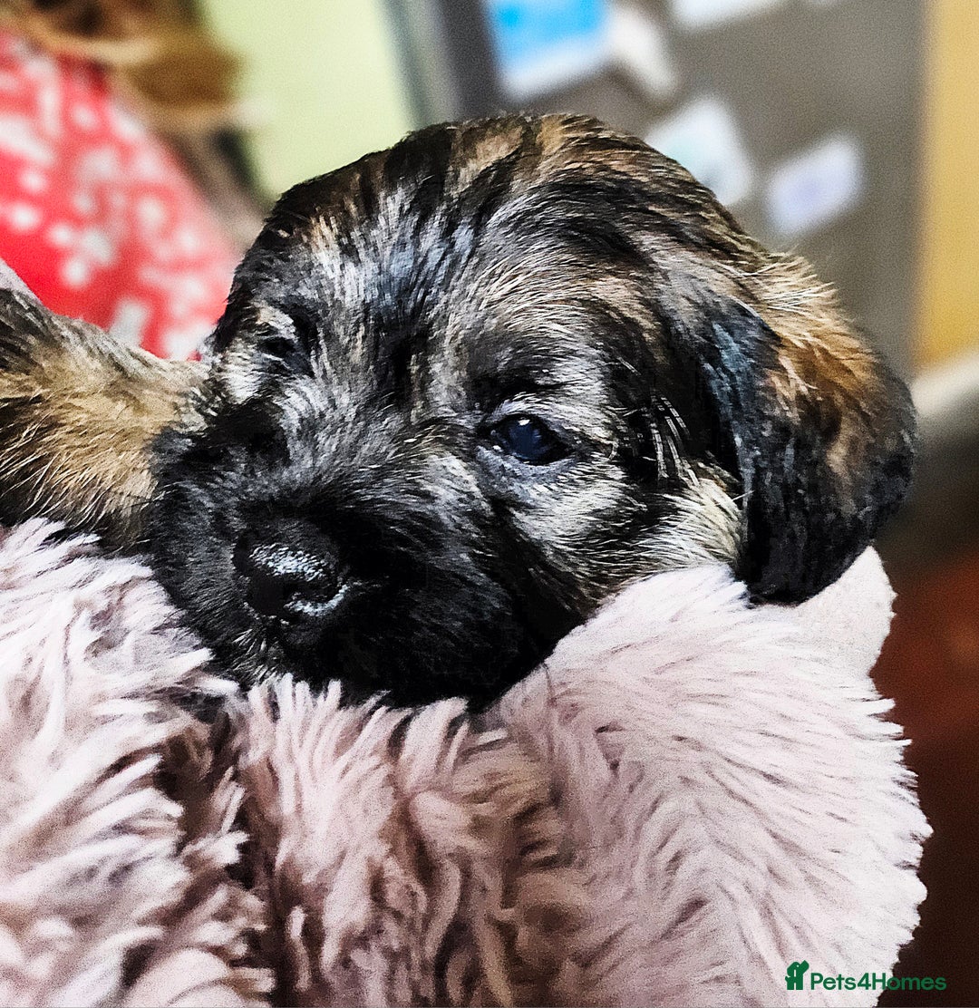 Border Terrier dogs for sale: Border terrier puppies - Image 8