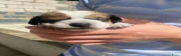 Mixed Breed dogs for sale: Schweenie puppies  - Advert 31