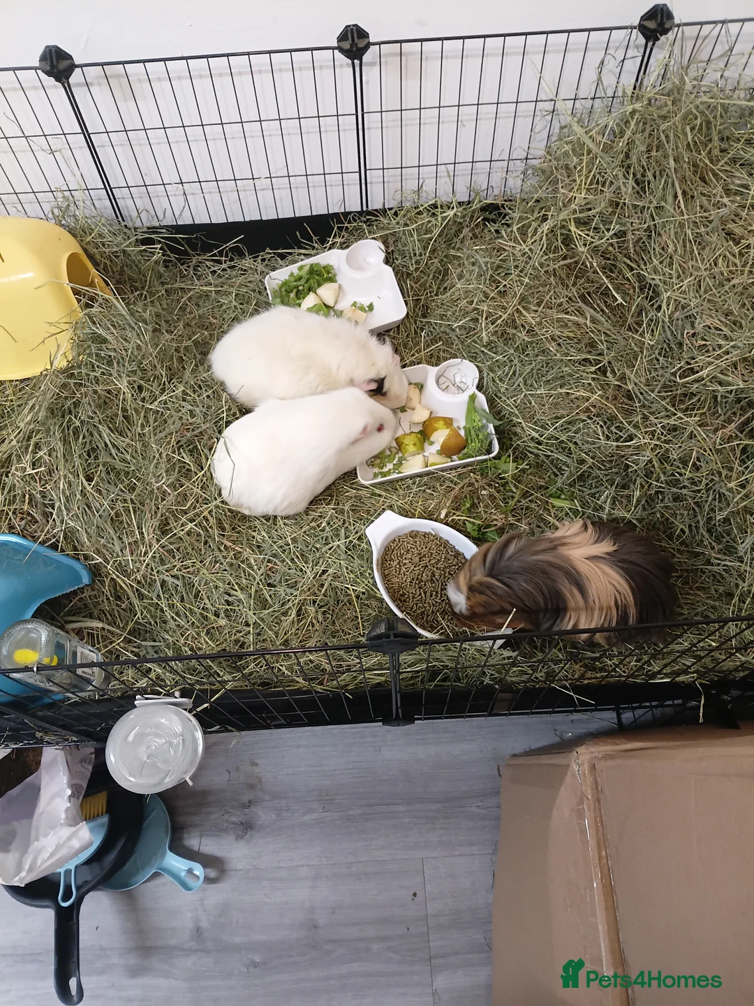 Guinea Pig rodents for sale: 4 Guinea Pigs in need of a new home - Advert 1