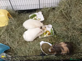Guinea Pig rodents 4 Guinea Pigs in need of a new home - Advert 1