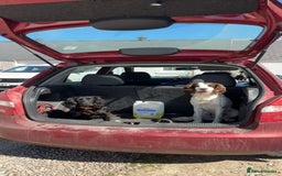 Cocker Spaniel dogs for sale: KC Reg Female Cocker Spaniel - Image 7