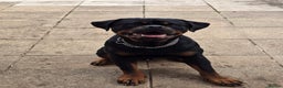 Rottweiler dogs for sale: 14mth old male rottweiler  - Advert 2