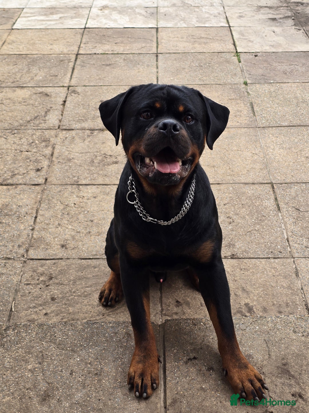 Rottweiler dogs for sale: 14mth old male rottweiler  - Advert 2