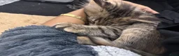 British Longhair cats for sale: Main Coon Mix Kittens for Sale - 6 months in Birmingham - Advert 5