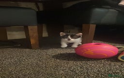 Domestic Shorthair cats for sale: 4 beautiful mixed kittens - Image 4