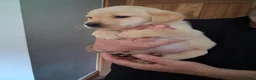 Labrador Retriever dogs for sale: Fox red and yellow labrador puppies - Advert 11