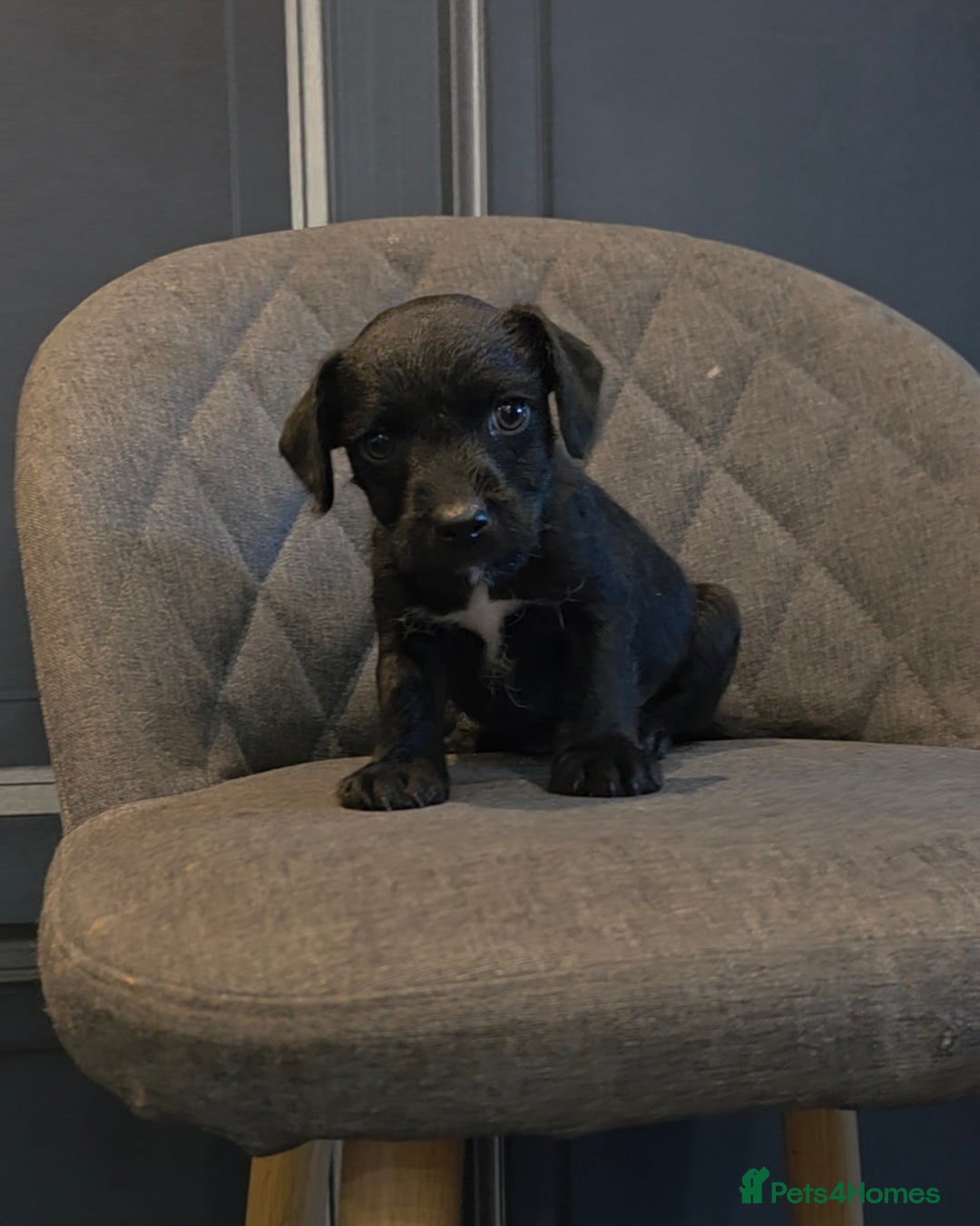 Patterdale Terrier dogs for sale: Patterdale Working Pups Ready To Go - Image 3