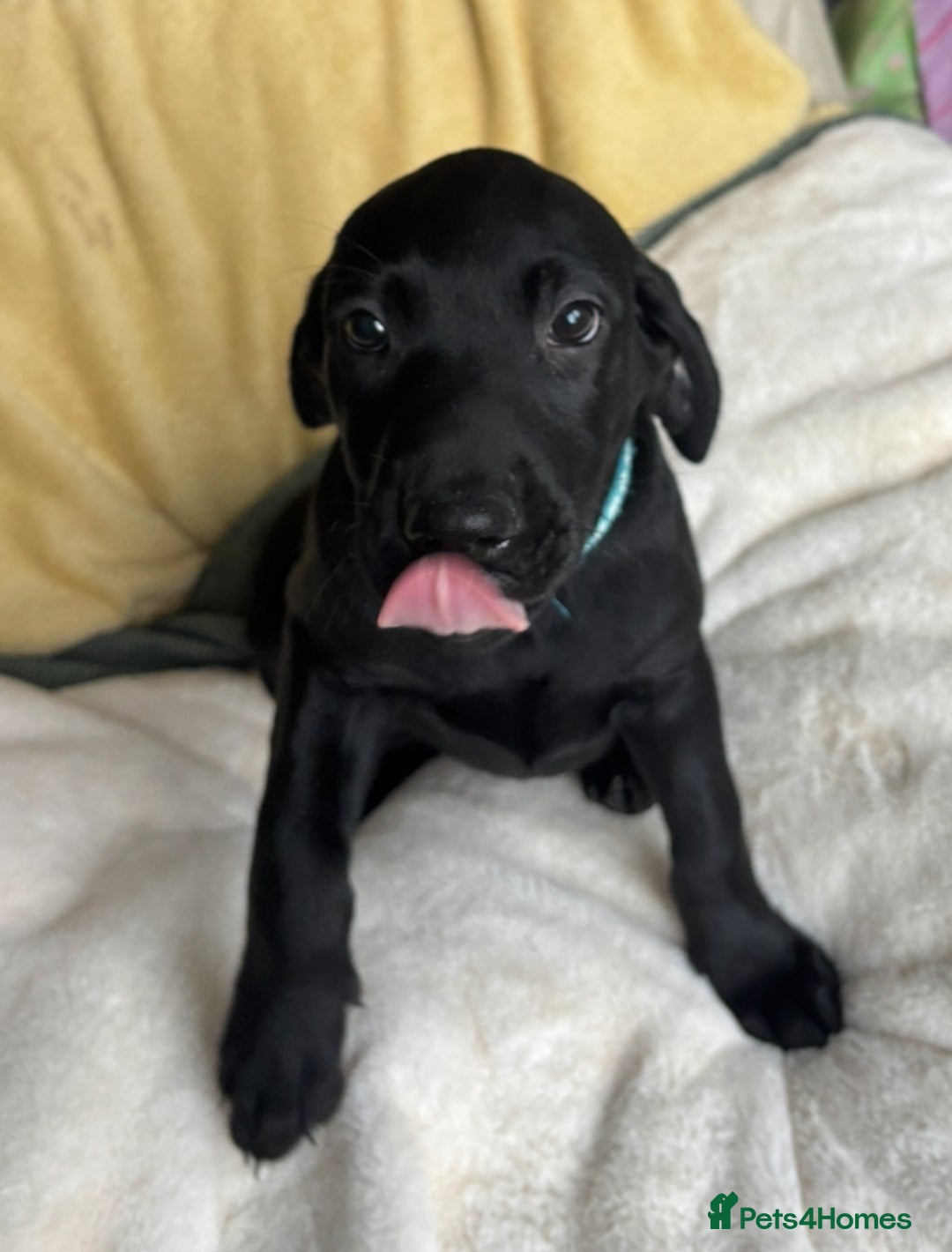 Labrador Retriever dogs for sale: KC Fully Health Tested Outstanding Working Line - Advert 21