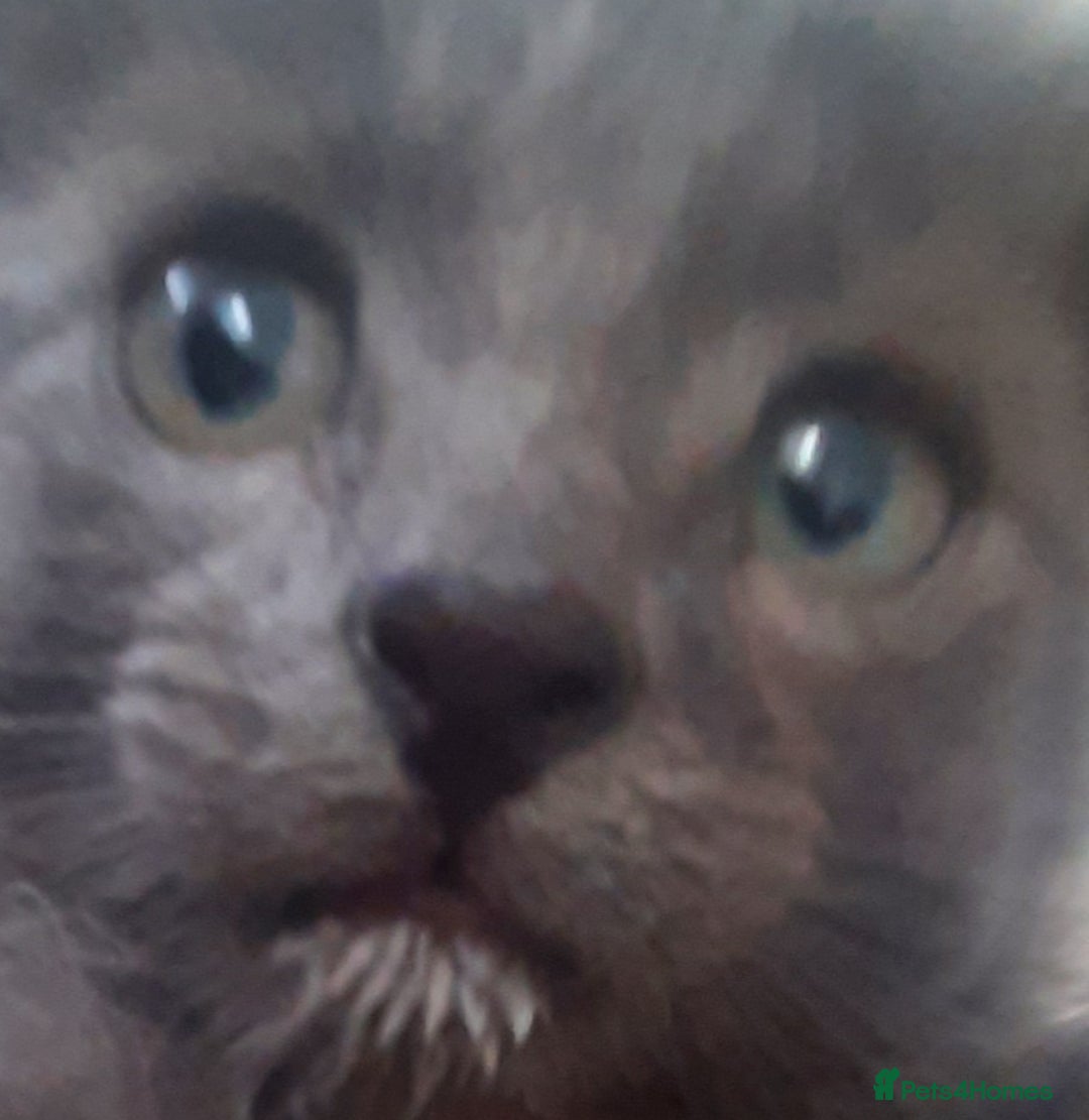 Russian Blue cats for sale: Grey girl 10 weeks - Image 9