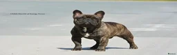 French Bulldog dogs for stud: FCI International Champion French Bulldog for Stud - Advert 17