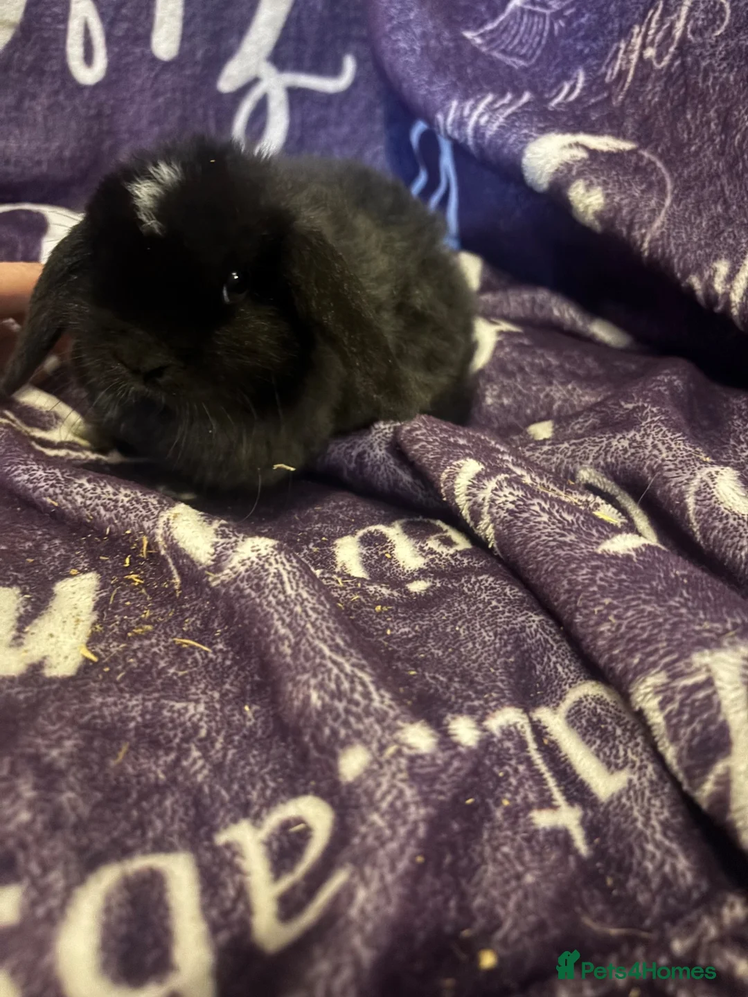Mini Lop rabbits for sale:  stunning mini lops READY NOW  - Advert 3