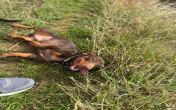Miniature Dachshund dogs for stud: Miniature Chocolate Dachshund for stud - Image 9