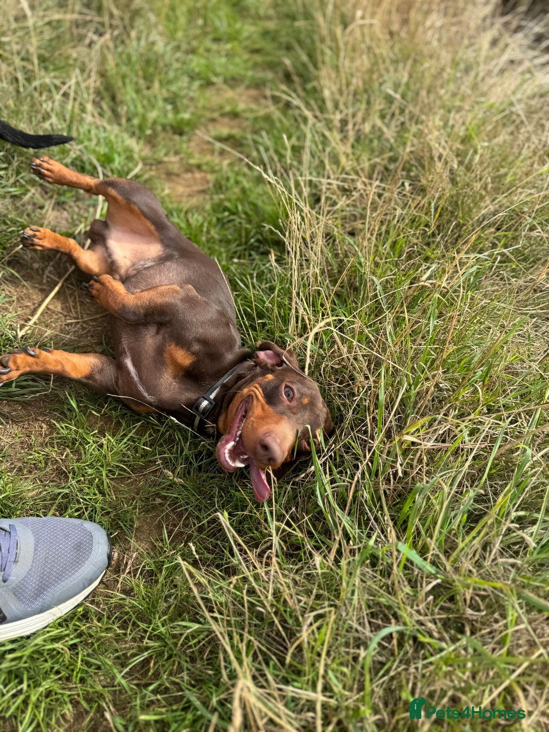 Miniature Dachshund dogs for stud: Miniature Chocolate Dachshund for stud - Image 9