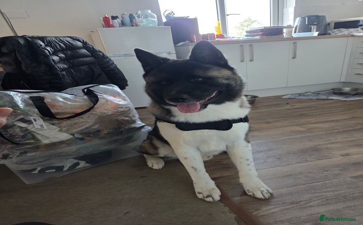 Akita dogs - Advert 1