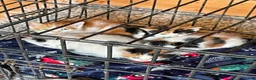 Mixed Breed cats for sale: Kittens born on the farm - Advert 4