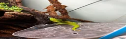 Gecko reptiles for sale: Giant Madagascan Day Gecko For Sale  in Newbury - Advert 5