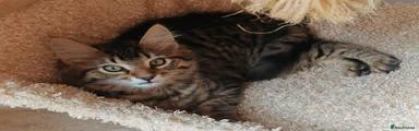 Tiger tabby