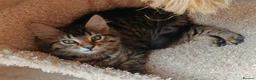 Domestic Shorthair cats for sale: Graceful and playful brothers - Advert 5